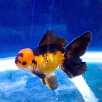 گلدفیش اوراندا