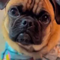 سگم گمشده (مژدگانی قابل توجه)