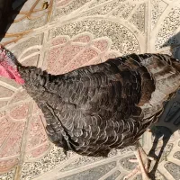 یک عدد بوقلمون نر محلی