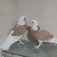 پرنده