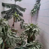 10 گل تازه