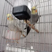 عروس هلندی مولد|پرنده|میناب, |دیوار