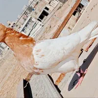 ماده کله زدن جوان پرتقالی  پاک|پرنده|اهواز, شهرک برق|دیوار