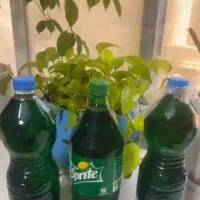 داروی ضد حشره مو با اثر بخشی سریع