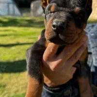 توله دوبرمن اروپایی نر و ماده (فی۱۵م)|سگ|تهران, جنت‌آباد مرکزی|دیوار