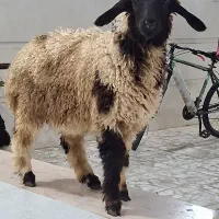 فروش گوسفند