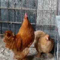 تخم مرغ نطفه دار زینتی برهما و کوشین|حیوانات مزرعه|شیراز, رکن‌آباد|دیوار