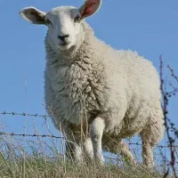 چن گوسفند پیدا شده