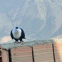کبوتر رنگی و المانی|پرنده|گالیکش, |دیوار