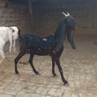 فروش بز و کهره و پازن کاموری و گلابی|حیوانات مزرعه|علامرودشت, |دیوار