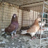 کبوترگره هوایی زمینی  پرشی رمکان