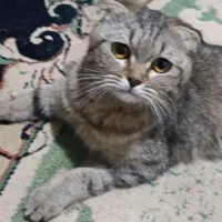 گربه خونگی بسیار آروم زیبا