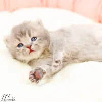 فروشگاه میوشاپ گربه اسکاتیش/بریتیش/پرشین|گربه|تبریز, |دیوار