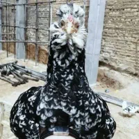 تخم مرغ گلین لری اصل|حیوانات مزرعه|مشهد, دانشجو|دیوار