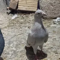 کبوتر دورگ پلاکی