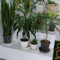 باکس گل وگیاه ۴طبقه کاملا سالم