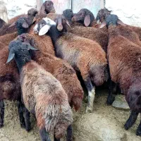 20 راس بره ماده درجه یک|حیوانات مزرعه|صومای برادوست, |دیوار