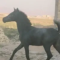 کره نریان از آرشا کیانی|اسب و تجهیزات اسب‌سواری|شیراز, جرسقان|دیوار