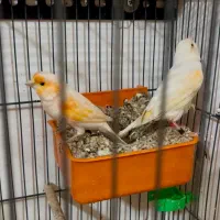 فروش تک و تعداد قناری مولد درجه یک و سهره