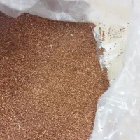 بذراکالیپتوس