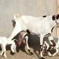 بز ۳قول دار۴ک شیر
