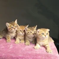 بچه گربه اسکاتیش وبرتیش گلد