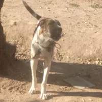 واگذاری توله نر خراسانی