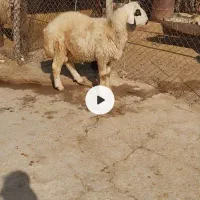 بره قوچ گوسفند میش