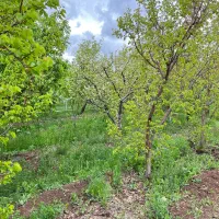 باغ۱۰۰۰متری در مرند|فروش زمین و ملک کلنگی|کشکسرای, |دیوار