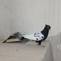 ماده سینه سیاه|پرنده|داراب, |دیوار