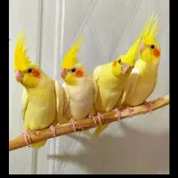 جوجه عروس هلندی لوتینوزعفرونی دوکت وتک خال