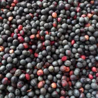 ونوشک  یا قلنگ