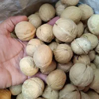 گردو خارجی