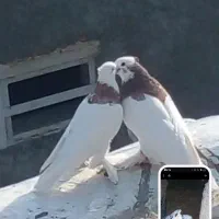 دزدیده شده هشبندی