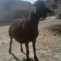 یک عدد بره قوچ|حیوانات مزرعه|سجاس رود, |دیوار