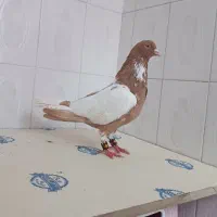 ابلغ افغانی هفت‌رنگ دم سفید کلاغ کربلایی|پرنده|مشهد, دانشجو|دیوار