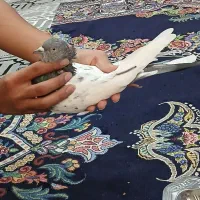 کبوتر کله سبز نر