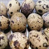 تخم بلدرچین خوراکی تازه