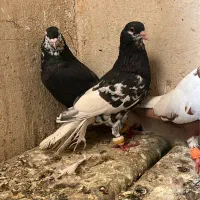 کبوتر|پرنده|زاهدان, |دیوار