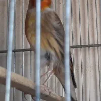 سهره قناری ۲ساله مست مست|پرنده|تهران, افسریه جنوبی|دیوار