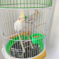 یک جفت عروس هلندی سرحال