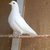 یک جفت نر سورور و ماده سفید یکت قهوه ای|پرنده|کرج, شهرک نهال و بذر|دیوار