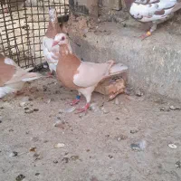 سه تا ماده کارل زرد|پرنده|شوشتر, |دیوار