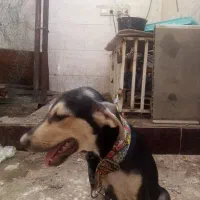 توله سگ دوبرمن ژرمن