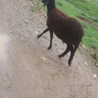 گوسفند گیج شده