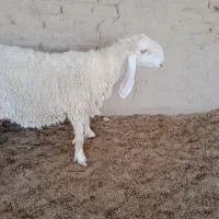 گوسفند مری