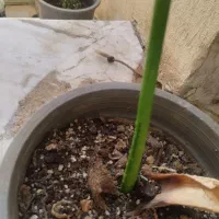 گل باباآدم|گل و گیاه طبیعی|قم, در بهشت|دیوار