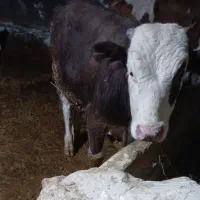 گوساله سمینتال نر