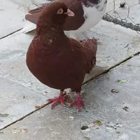 کفتر یاکبوتر|پرنده|شیراز, گل سرخ|دیوار