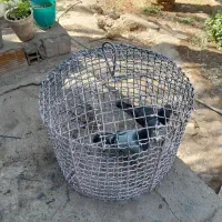 قفس پرنده جفت کن کبوتر